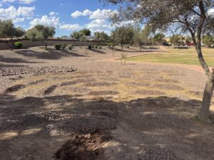 Xeriscape park with gravel mounds, sparse trees, and a winding path in a suburban neighborhood under blue sky.